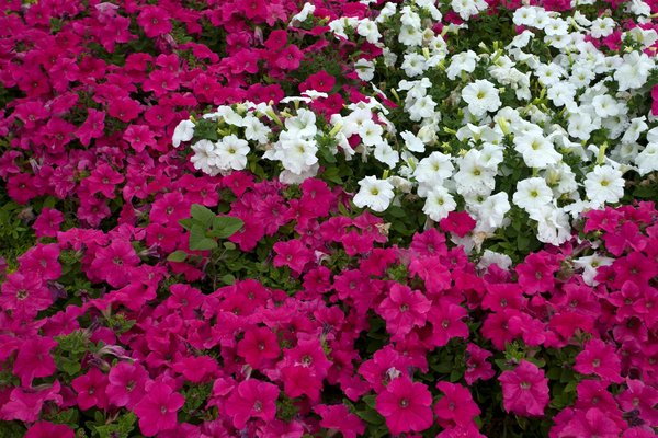 Menuiserie caen : des solutions extérieures qui vous séduisent